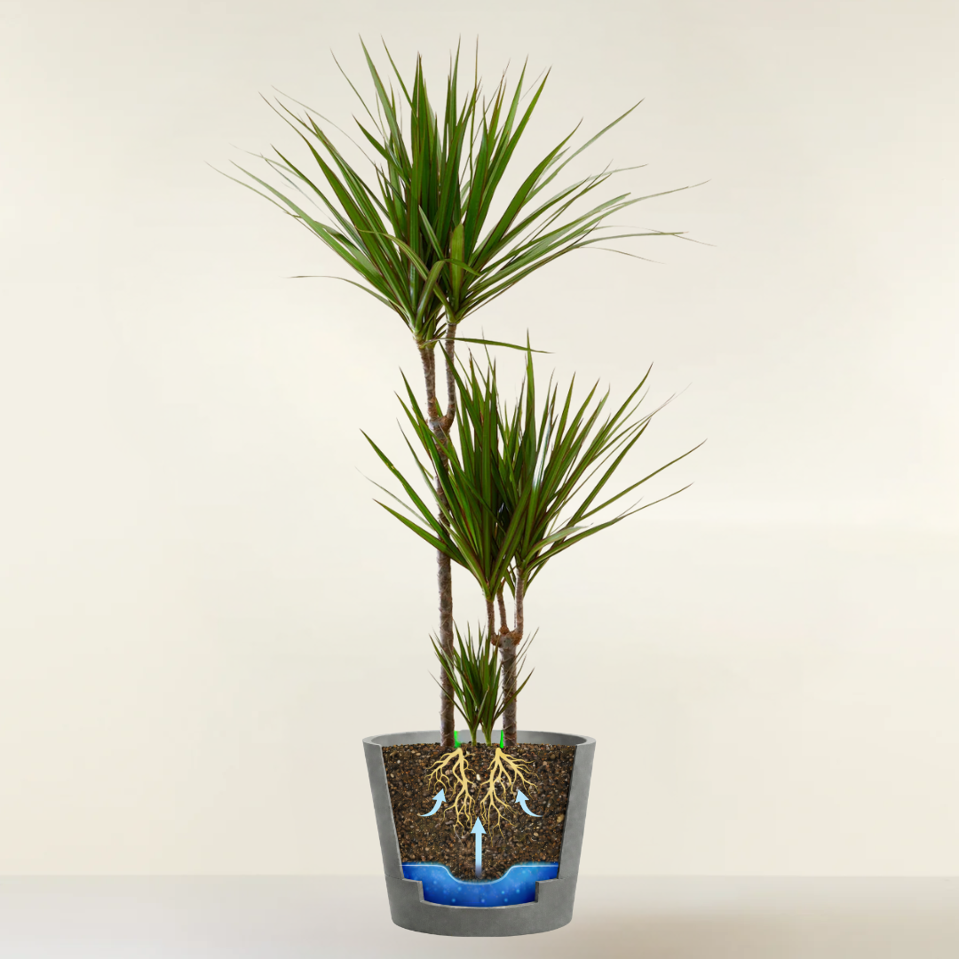 Dracaena Marginata