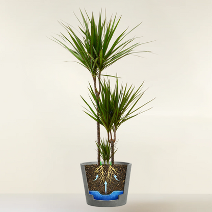 Dracaena Marginata