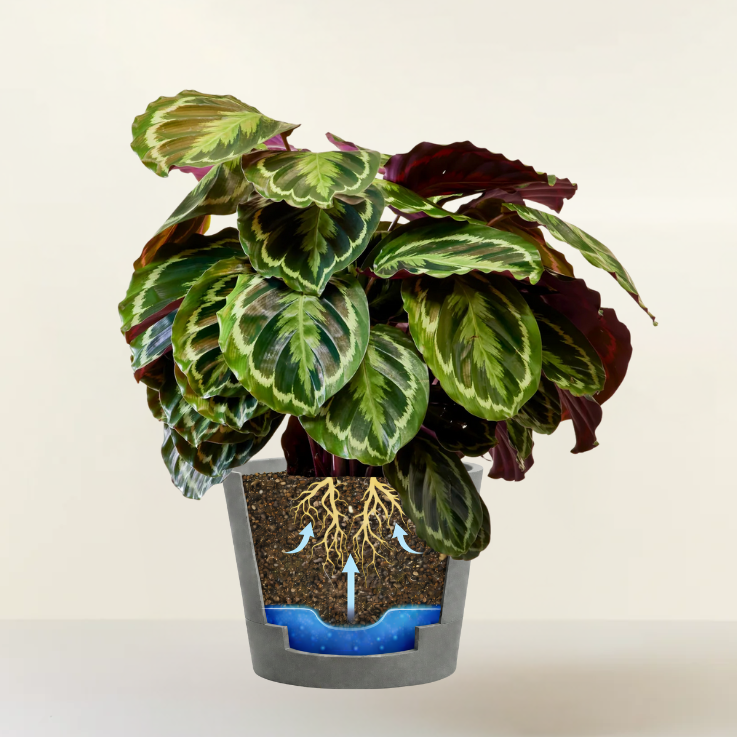 Calathea Medallion