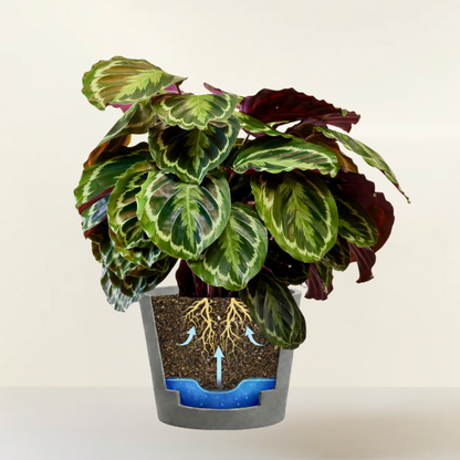 Calathea Medallion