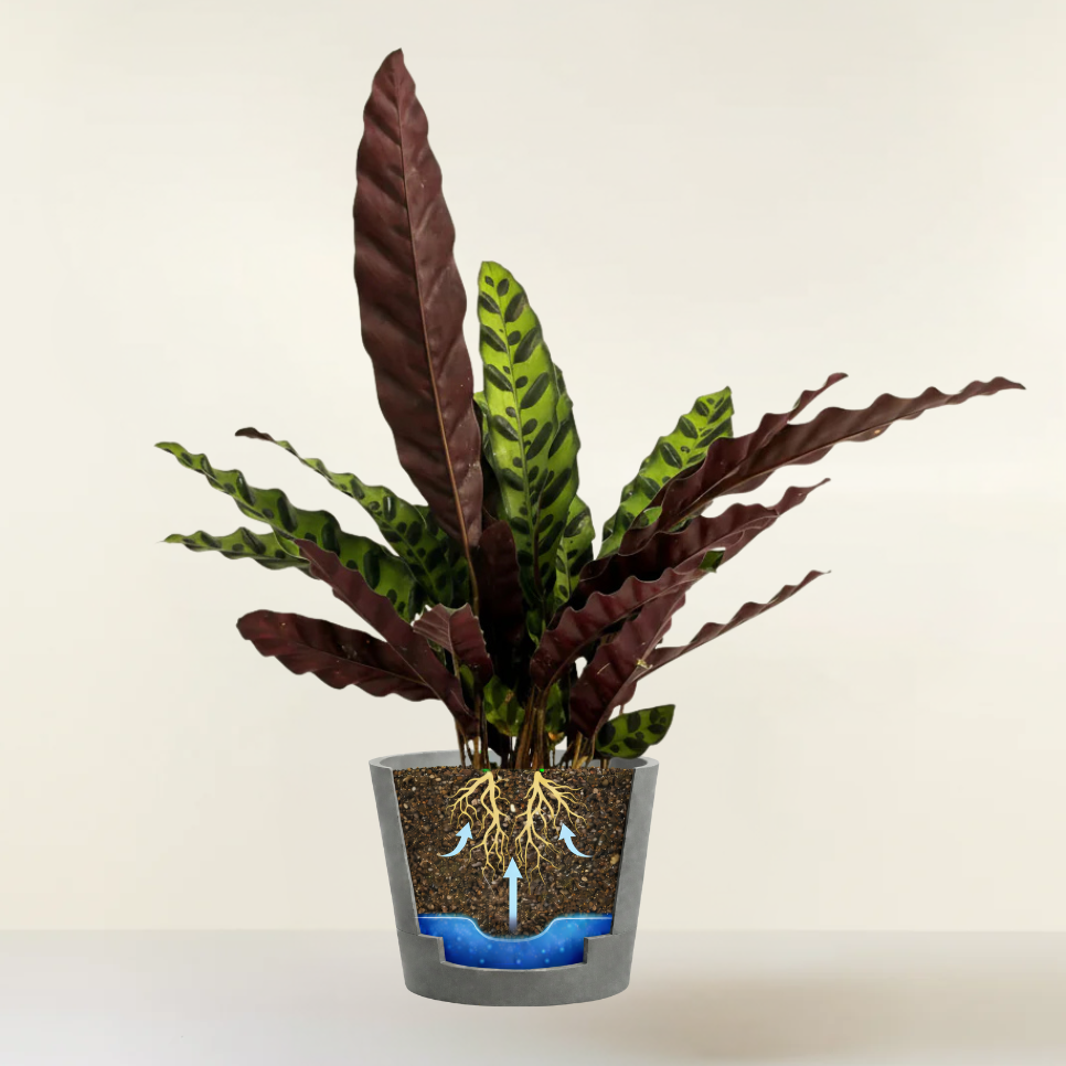 Rattlesnake Plant