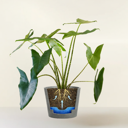 Alocasia Zebrina
