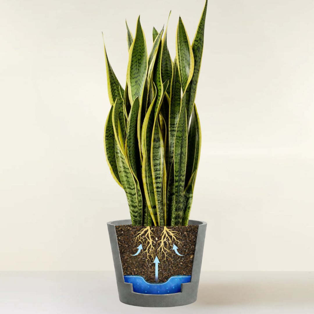 Snake Plant