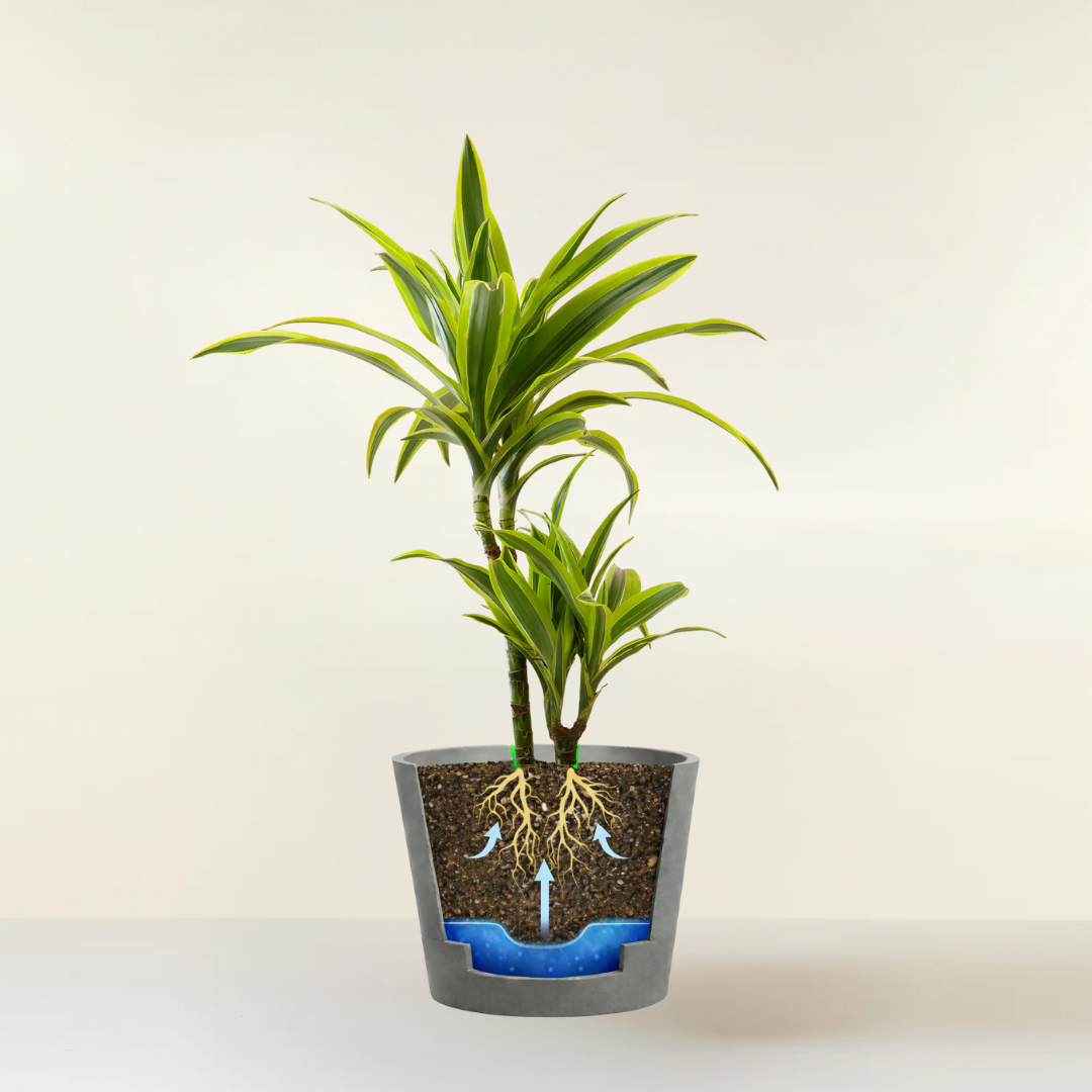Dracaena Lemon Lime