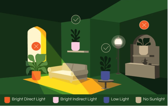 Dracaena Golden Coast