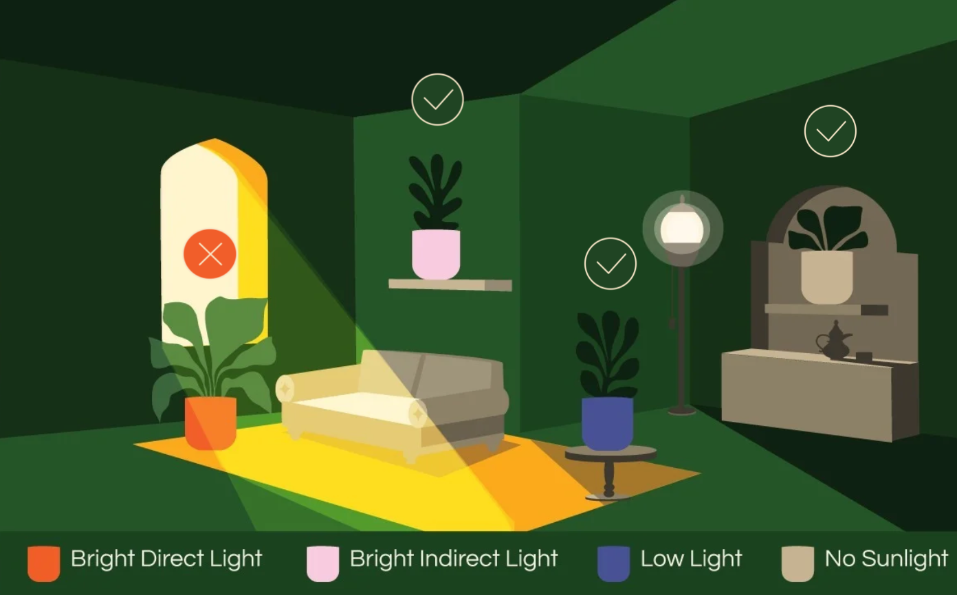 Aglaonema Silver Bay