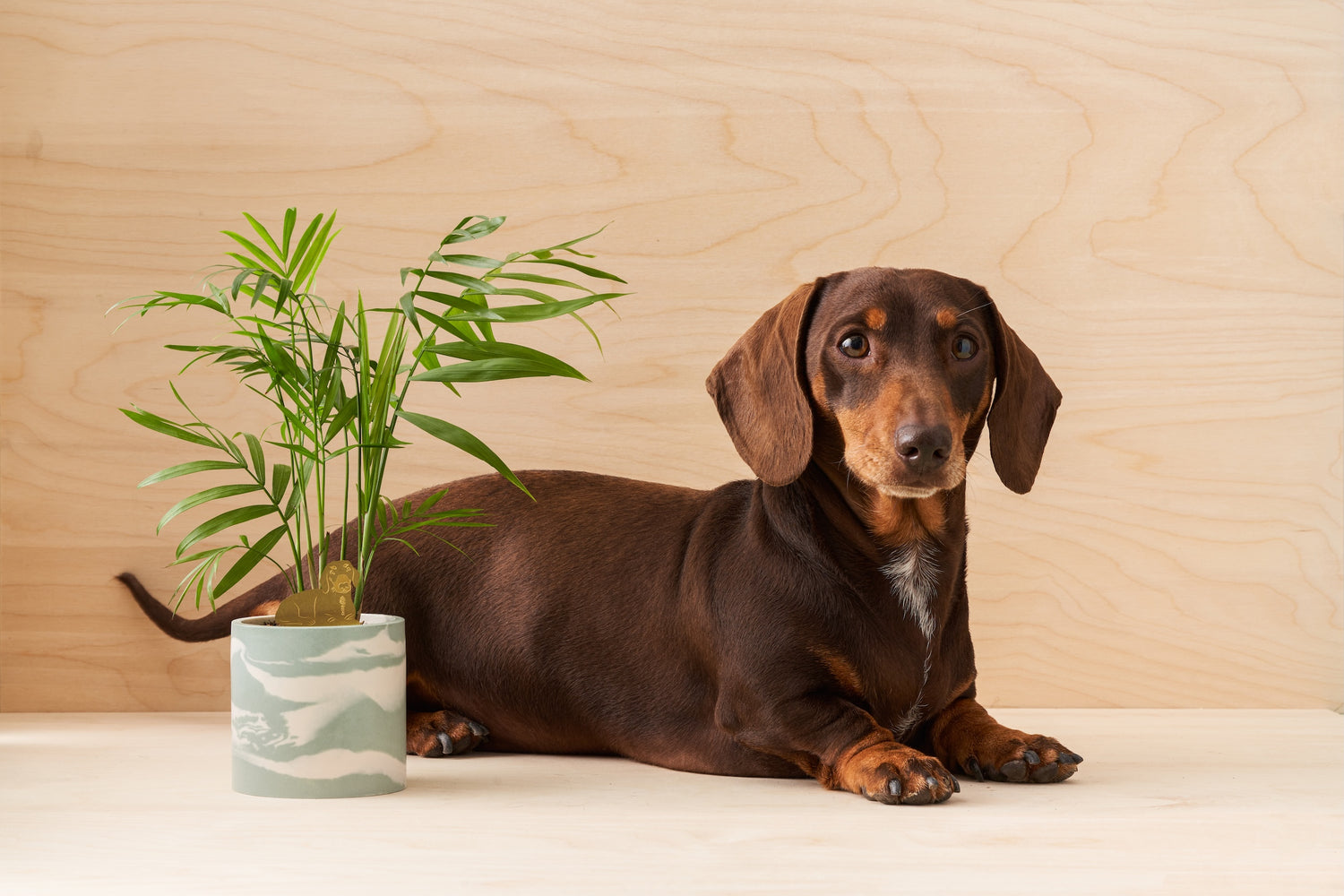Plant Animals - Dachshund