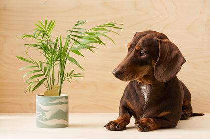 Plant Animals - Dachshund