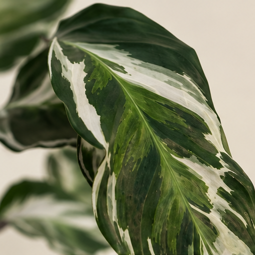 Calathea White Fusion