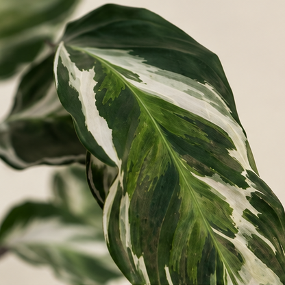 Calathea White Fusion