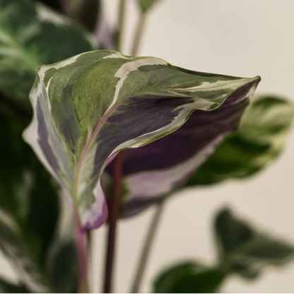 Calathea White Fusion