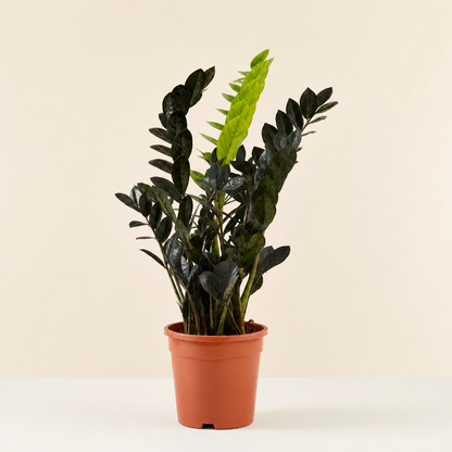 Raven ZZ Plant