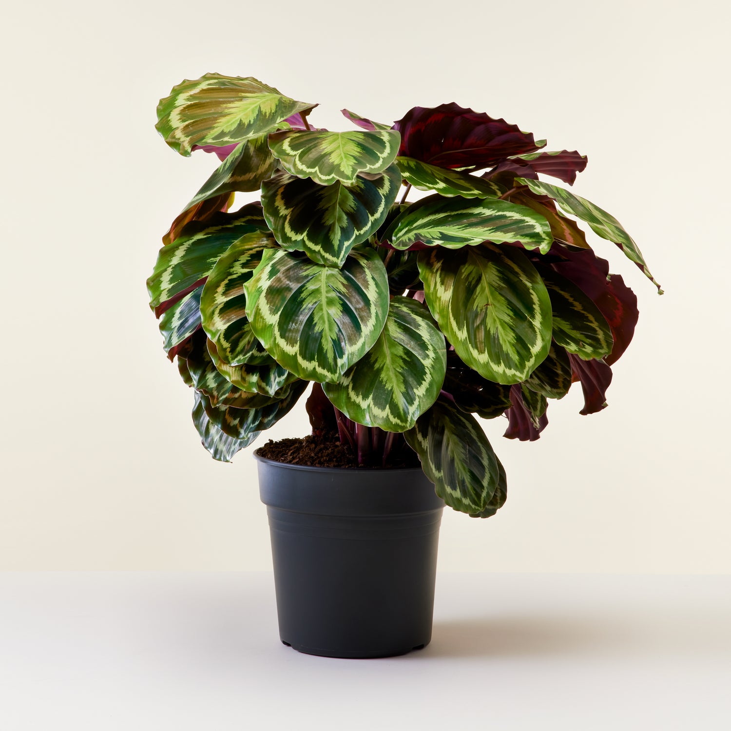 Calathea Medallion