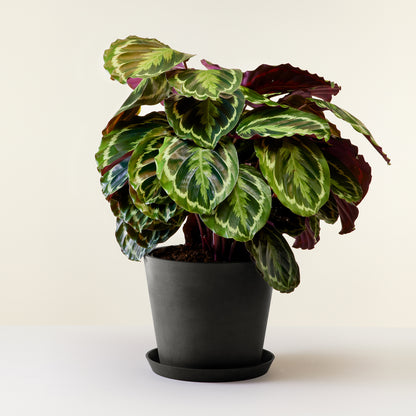 Calathea Medallion
