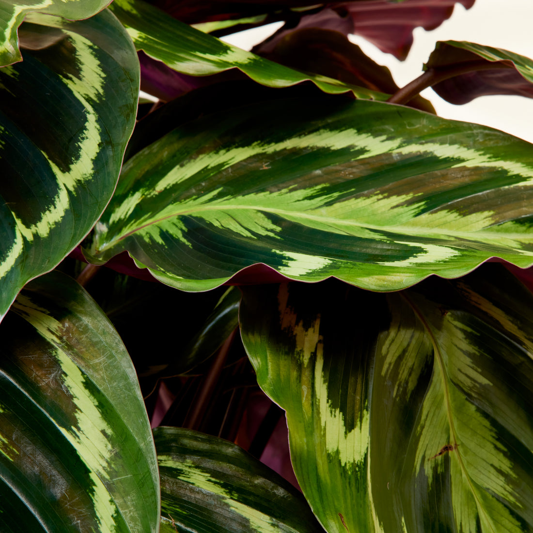 Calathea Medallion