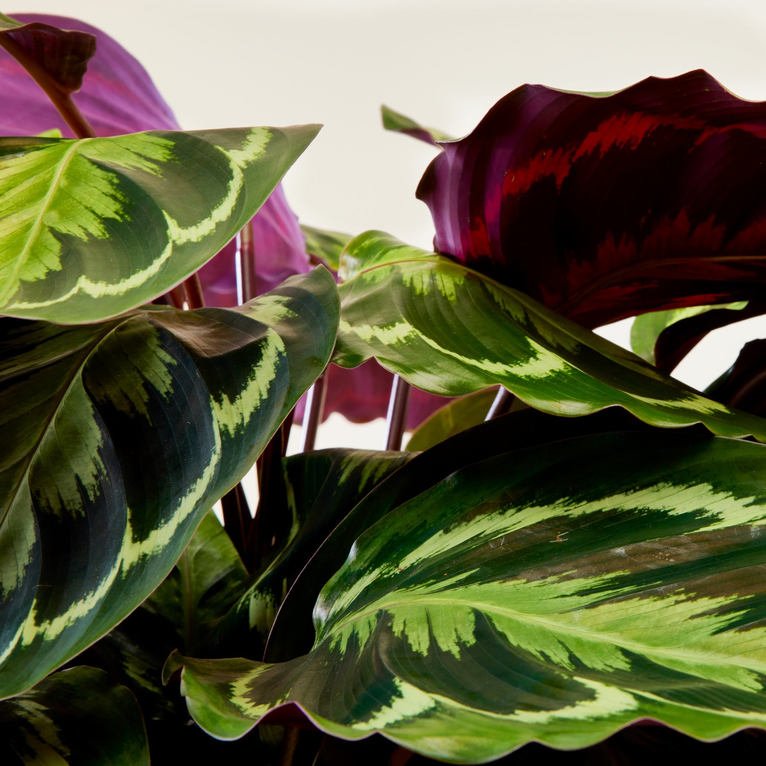 Calathea Medallion