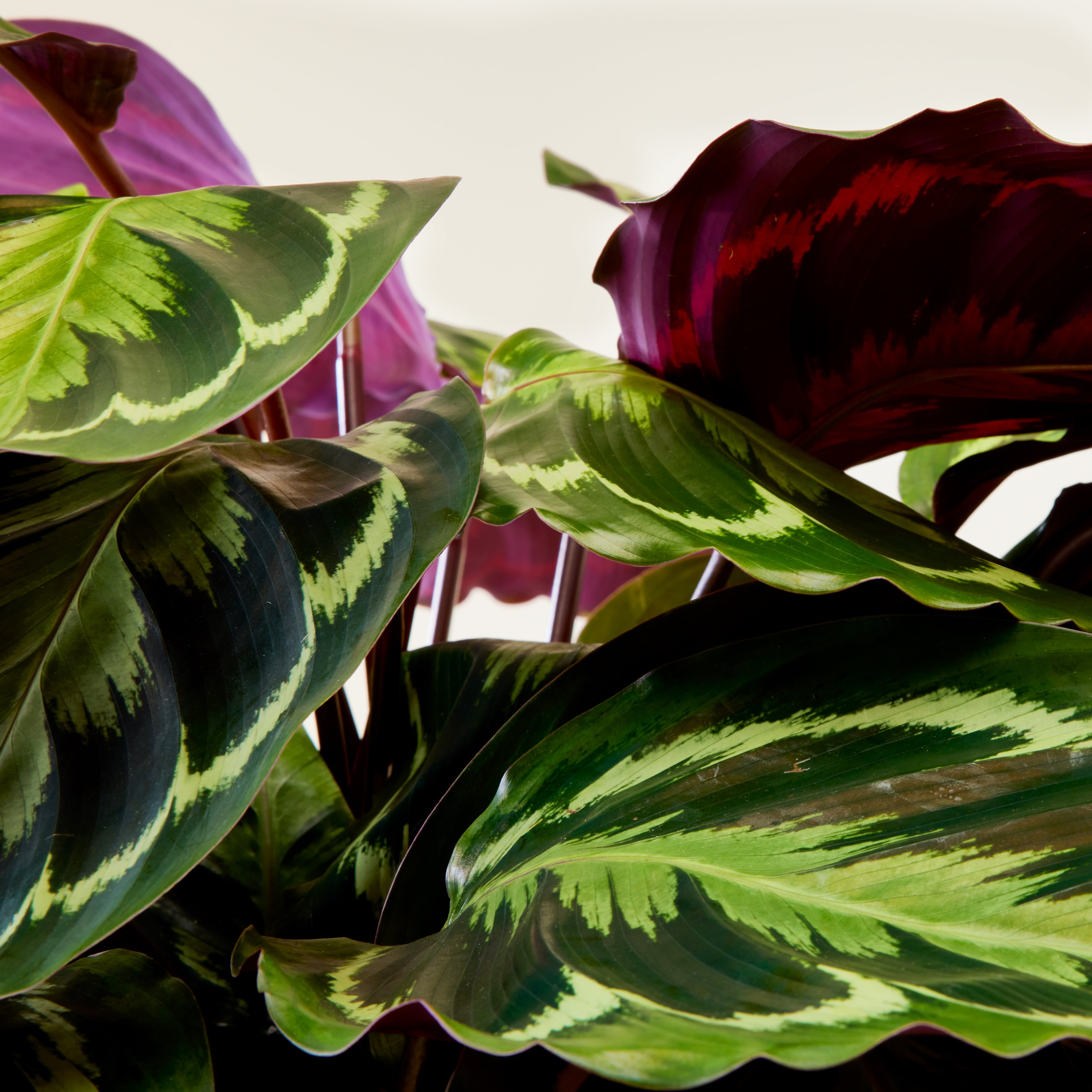 Calathea Medallion