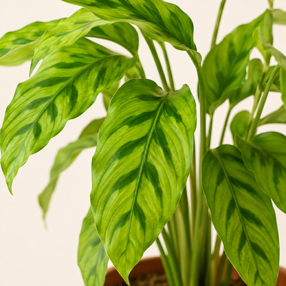Calathea Leopardina