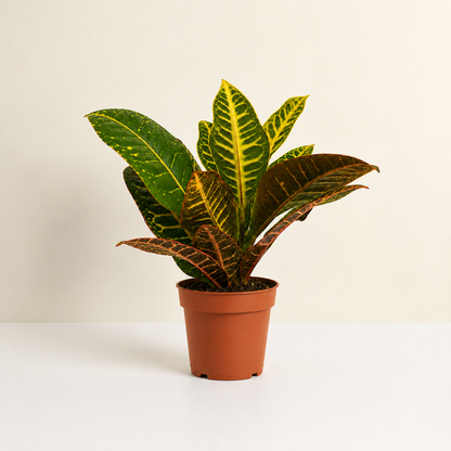 Fire Croton