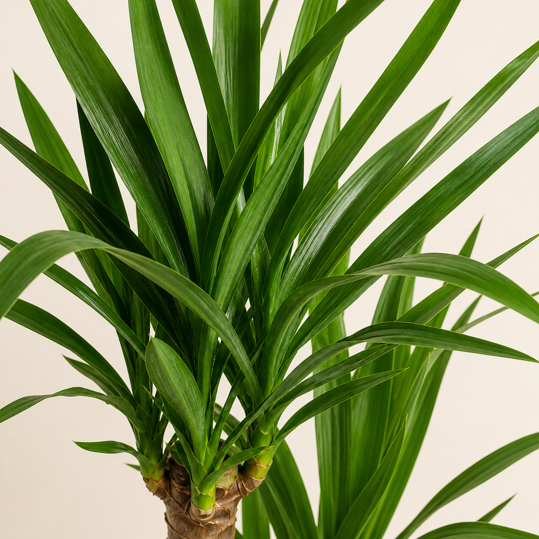 Spineless Yucca