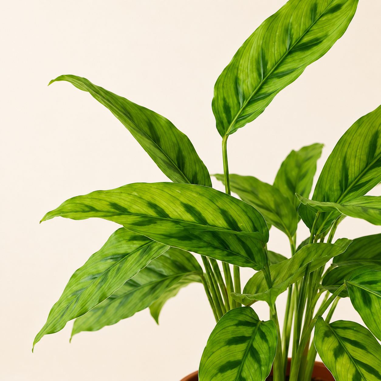Calathea Leopardina