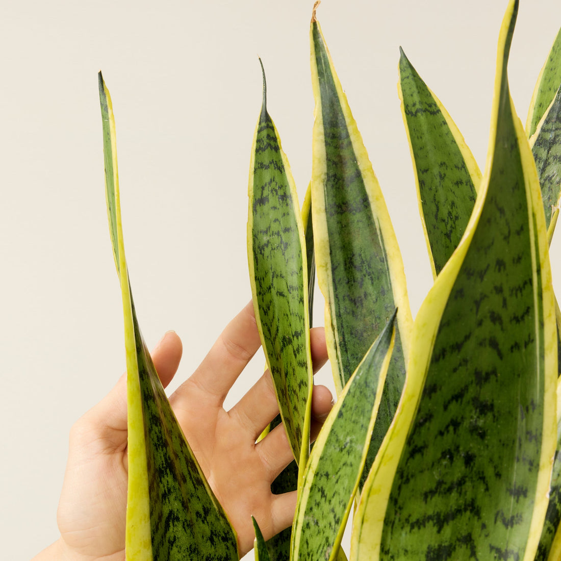 Snake Plant