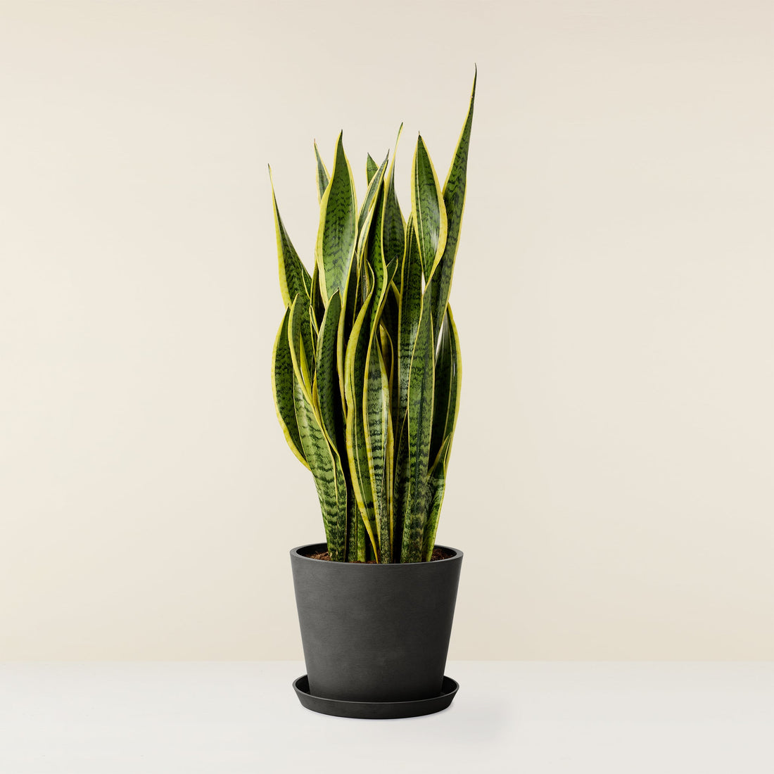 Snake Plant