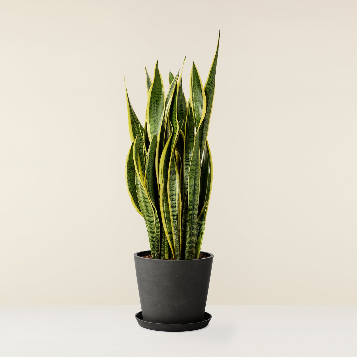 Snake Plant