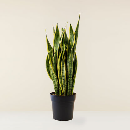 Snake Plant