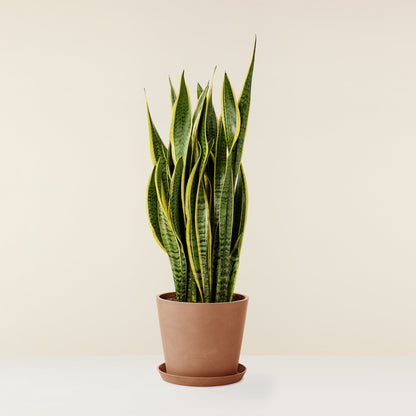 Snake Plant