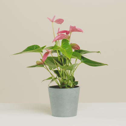 Anthurium Pink