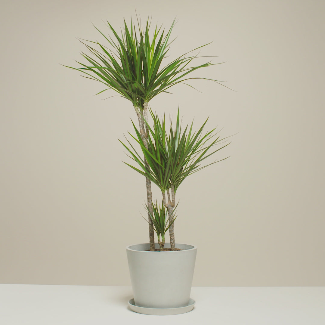 Dracaena Marginata