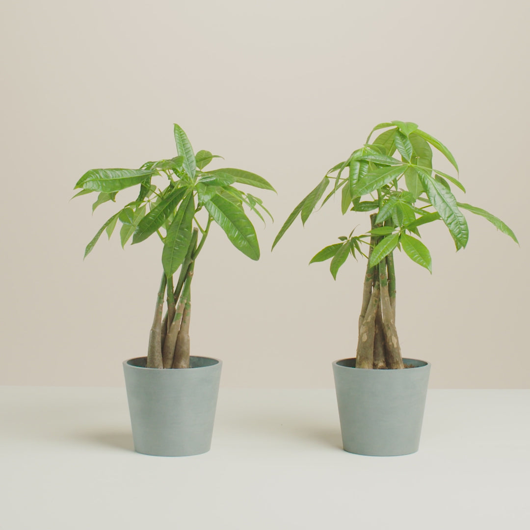 Money Tree