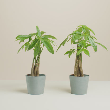 Money Tree