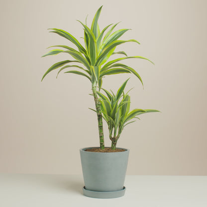 Dracaena Lemon Lime
