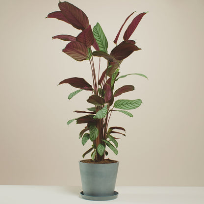 Calathea Oppenheimiana