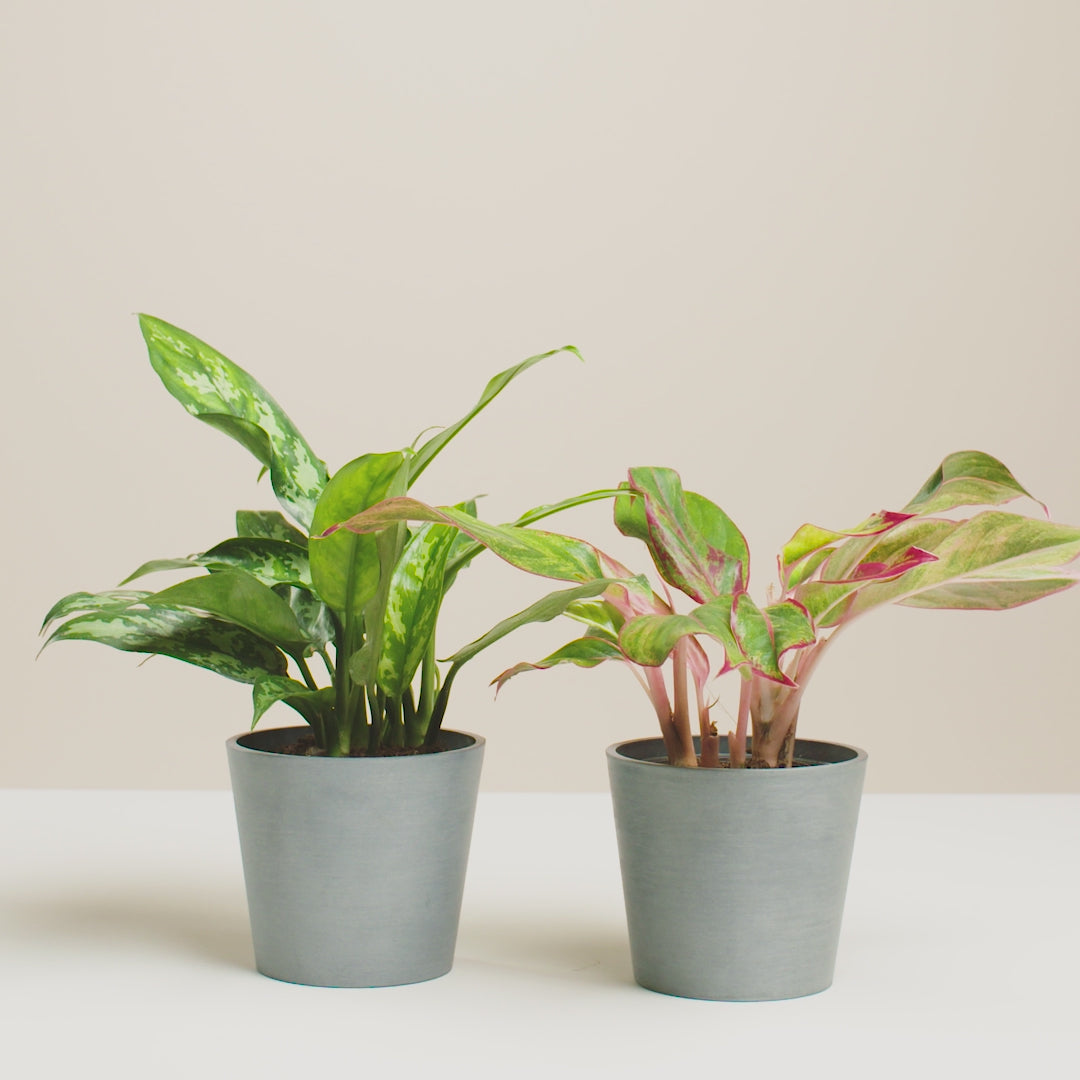 Aglaonema Pink