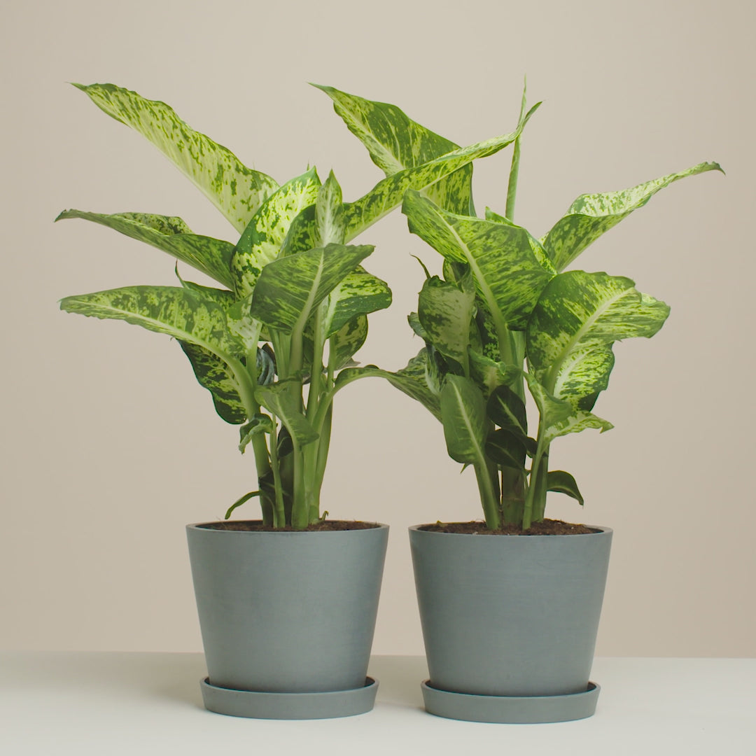 Dieffenbachia Sublime
