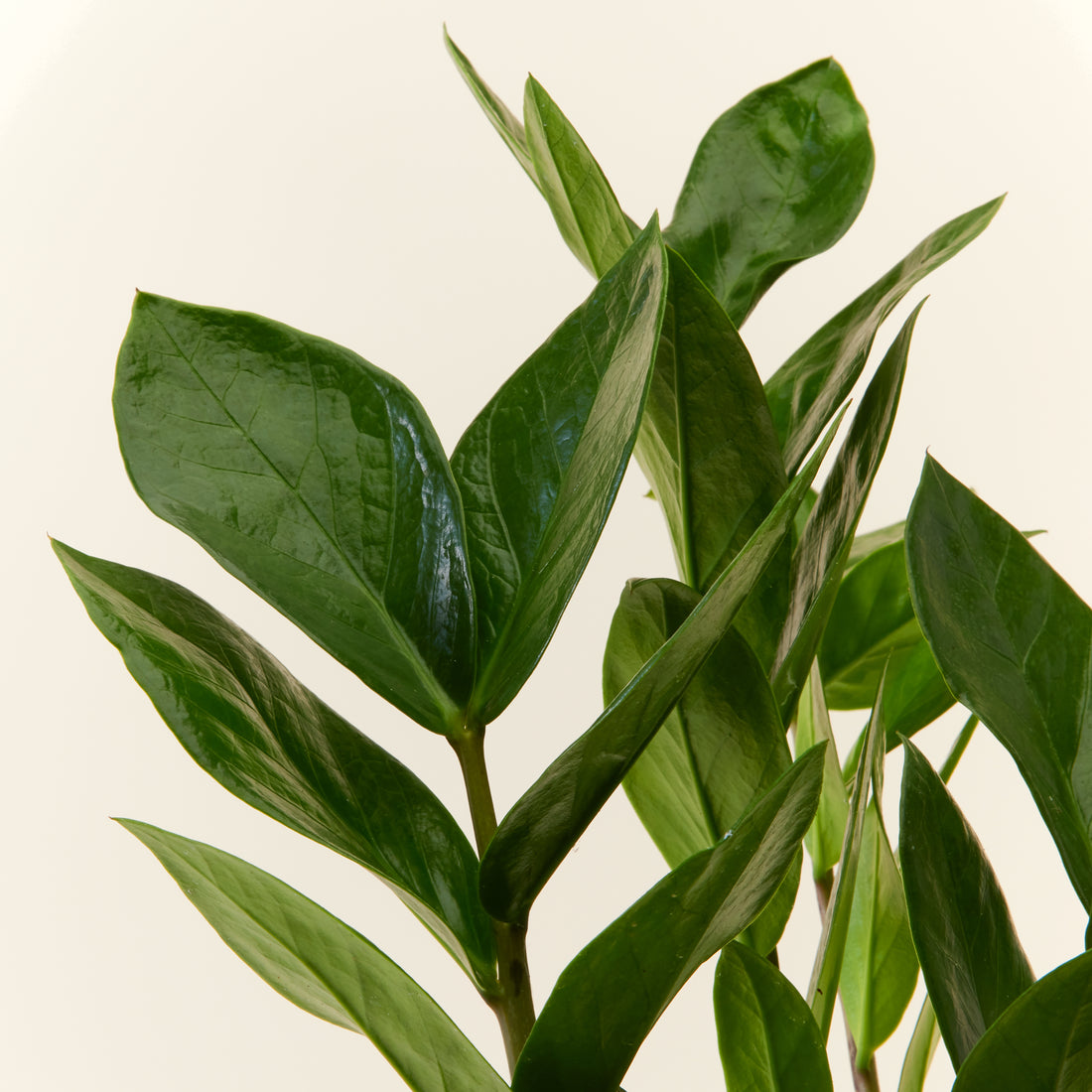 ZZ Plant