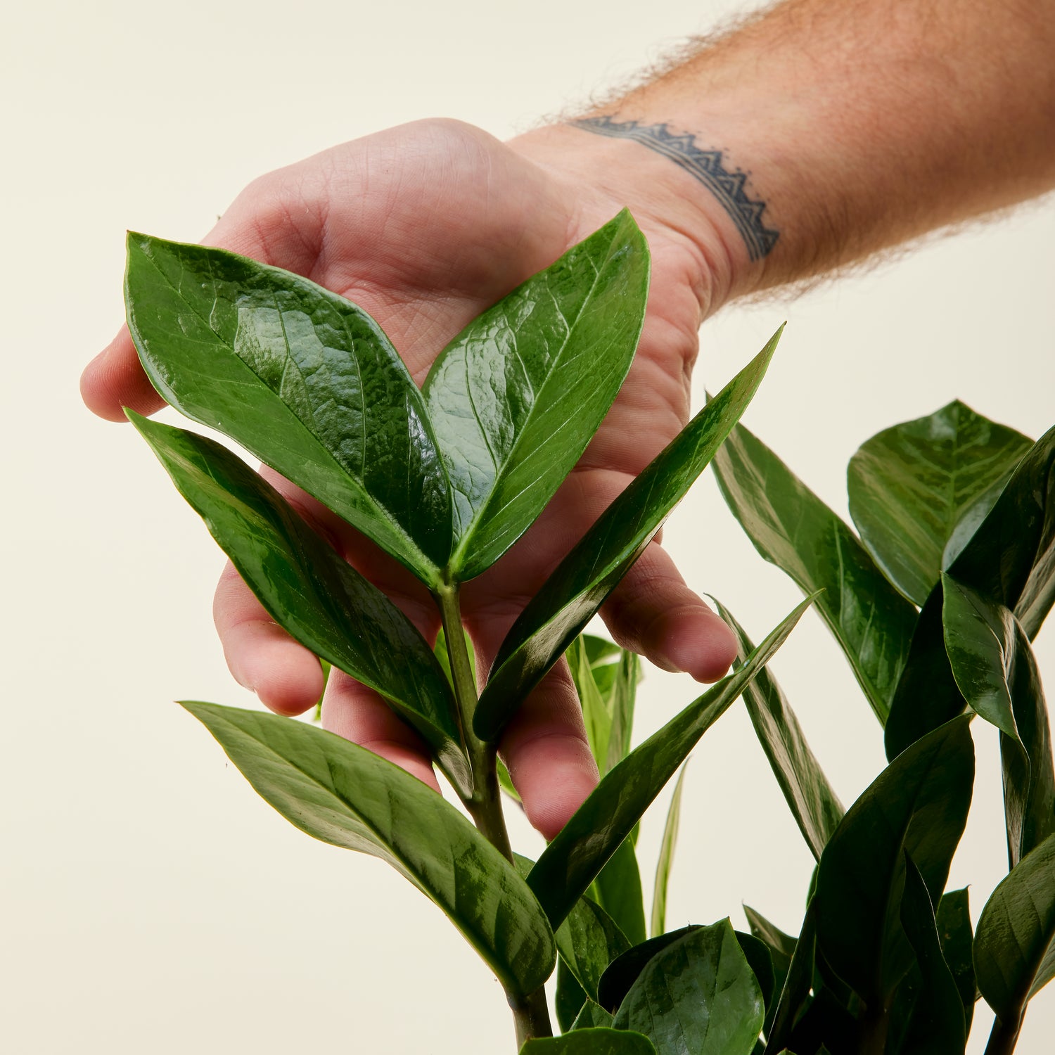 ZZ Plant