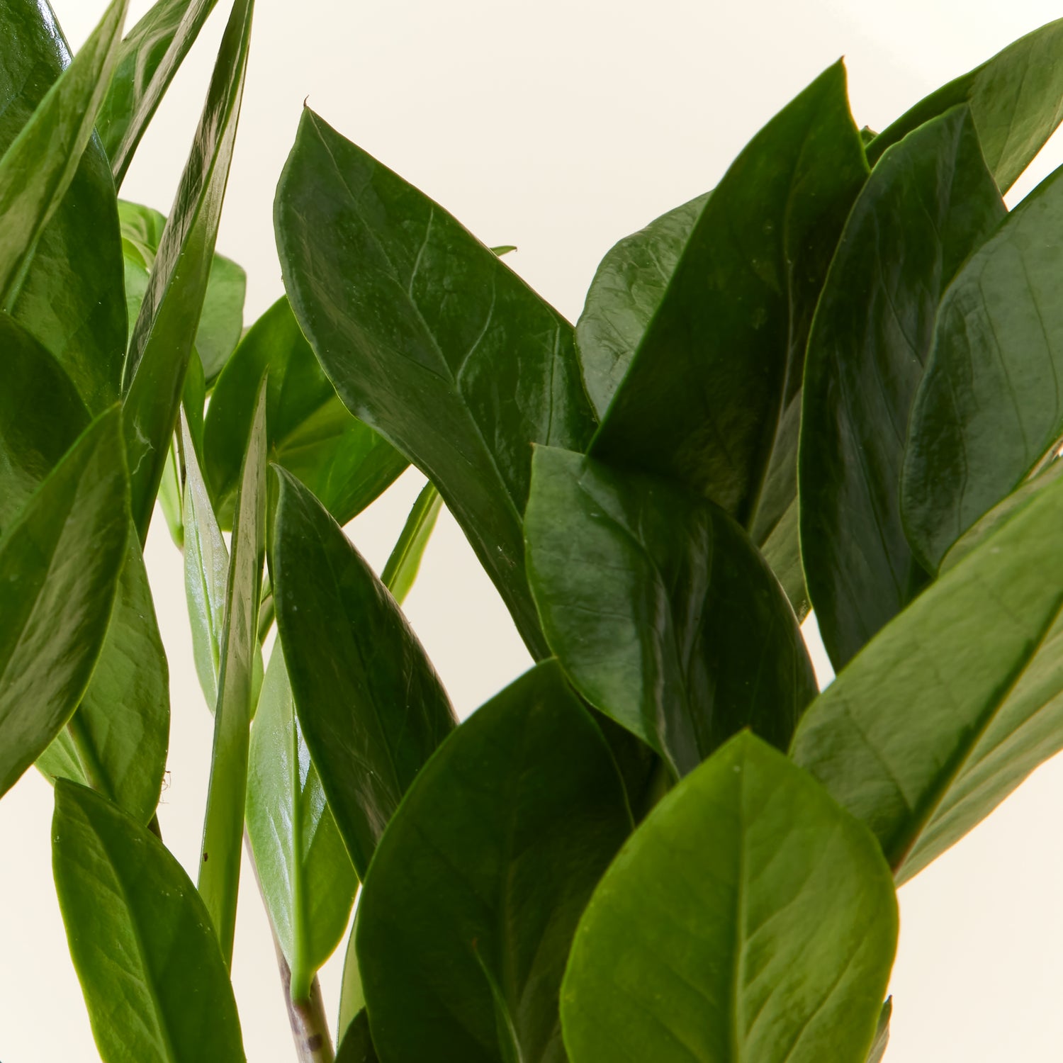ZZ Plant